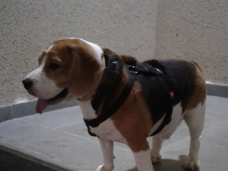 Bagul Pets Dog Training And Walker, photo 4