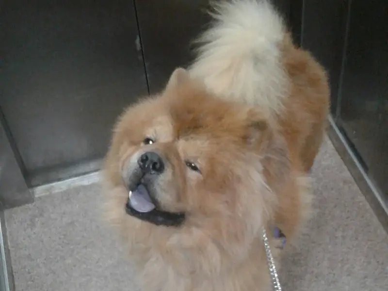Bagul Pets Dog Training And Walker, photo 5