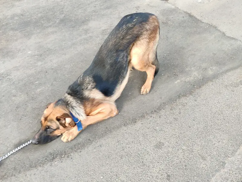 Bagul Pets Dog Training And Walker