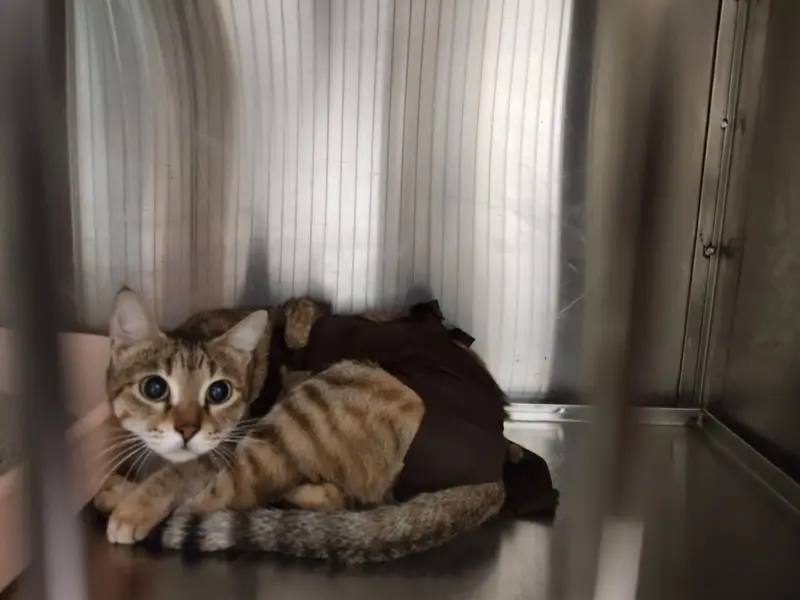 Blue Cross Vets Clinic- Pet X-Ray | Pets Blood Check | Animal Ultrasonography Navi Mumbai Kharghar, photo 2