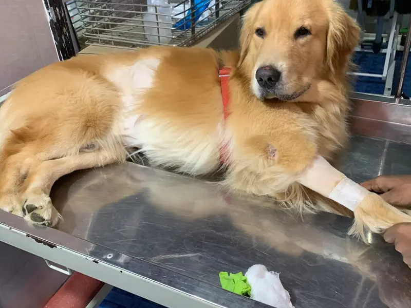 Blue Cross Vets Clinic- Pet X-Ray | Pets Blood Check | Animal Ultrasonography Navi Mumbai Kharghar, photo 5