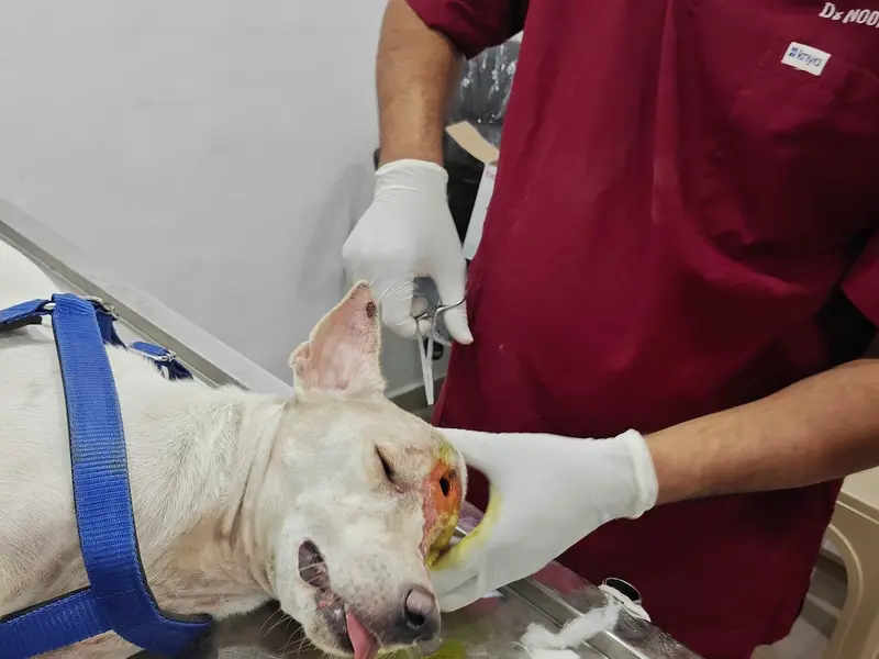 Apex Vet Clinic, photo 5