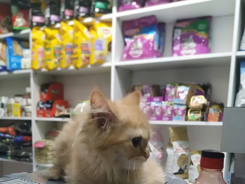 Furry Pets, photo 2
