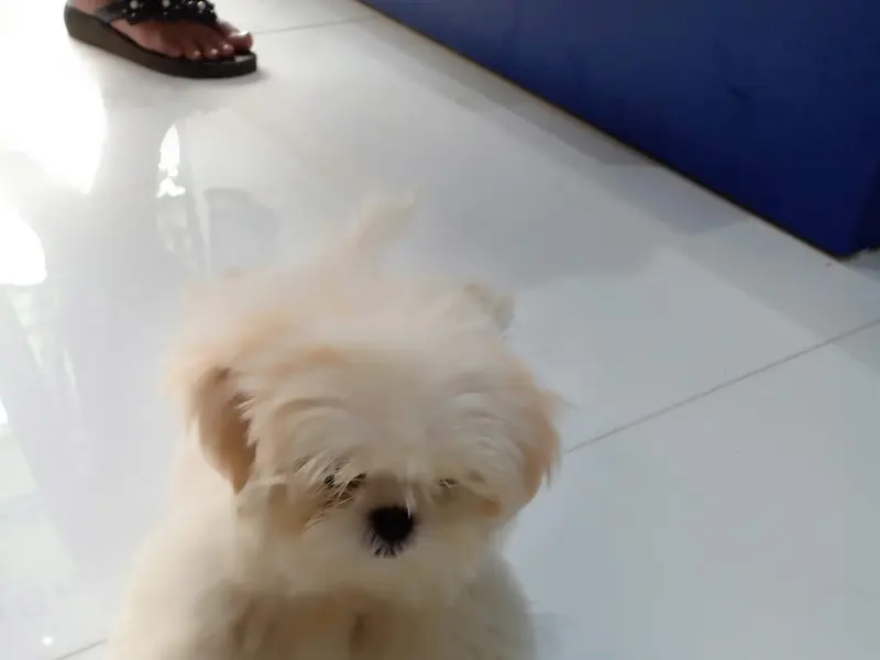 Furry Pets, photo 3
