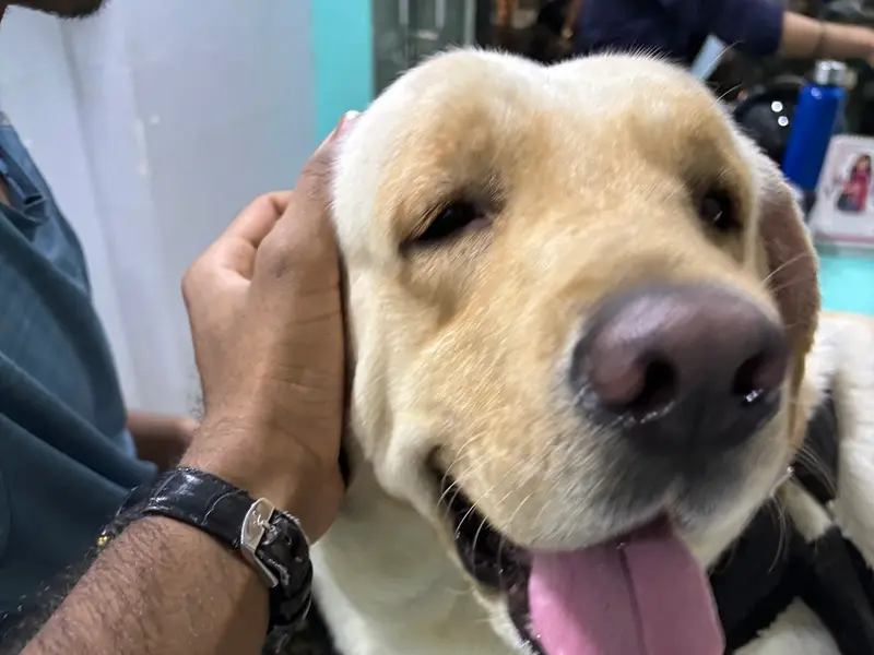 Star Pet Clinic & Surgical Center, photo 3
