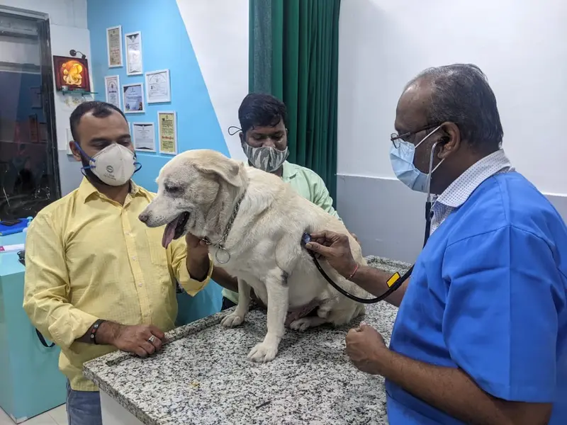 Star Pet Clinic & Surgical Center, photo 5