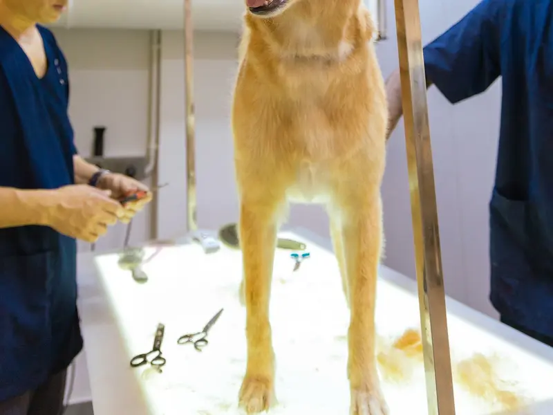 Zane's Pet Spa, photo 2