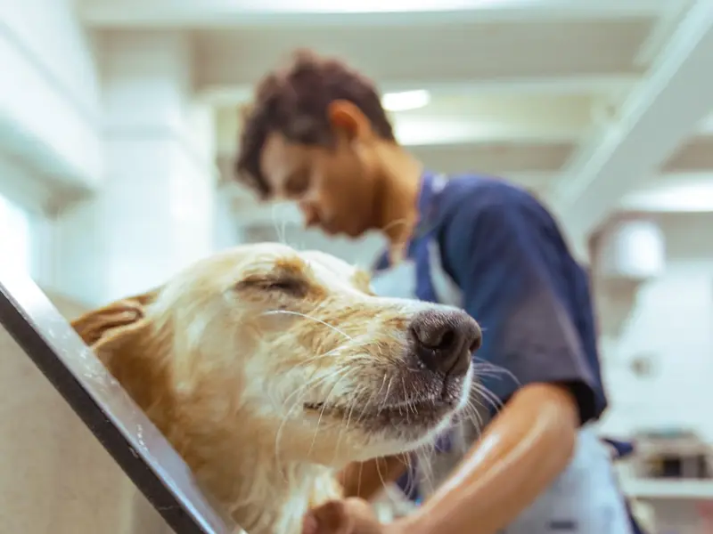 Zane's Pet Spa, photo 3