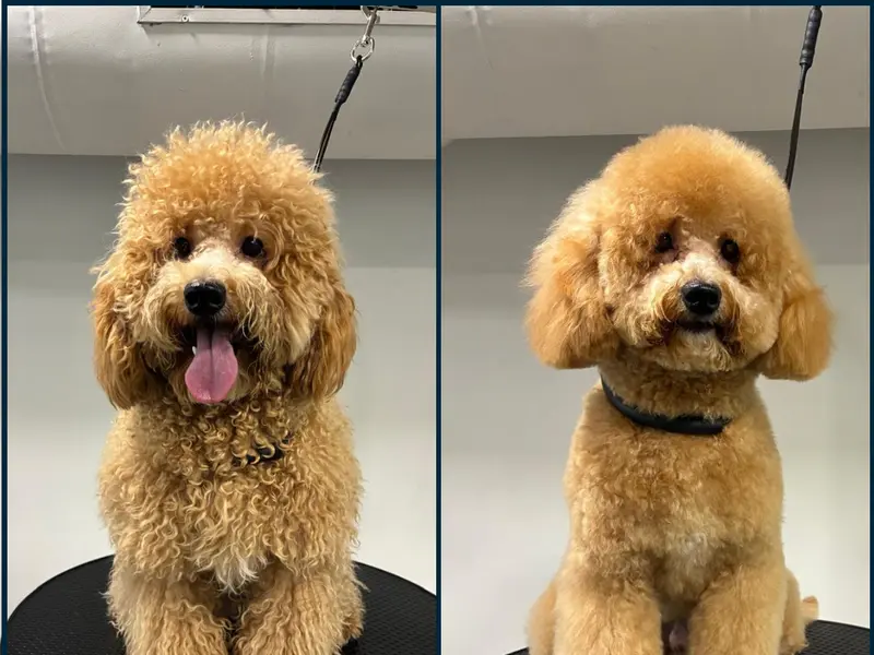 Zane's Pet Spa, photo 4