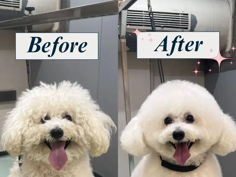 Zane's Pet Spa, photo 5