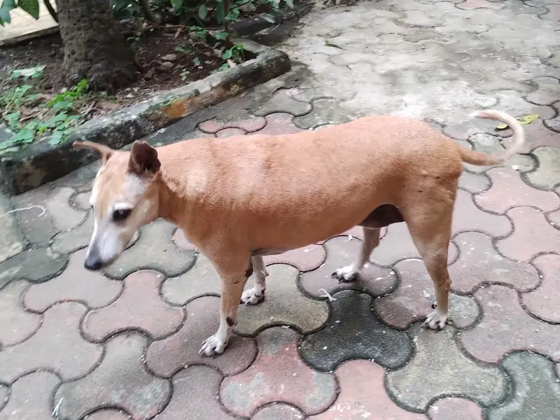 Dr. Mansi Mehta .. visiting veterinarian, photo 3