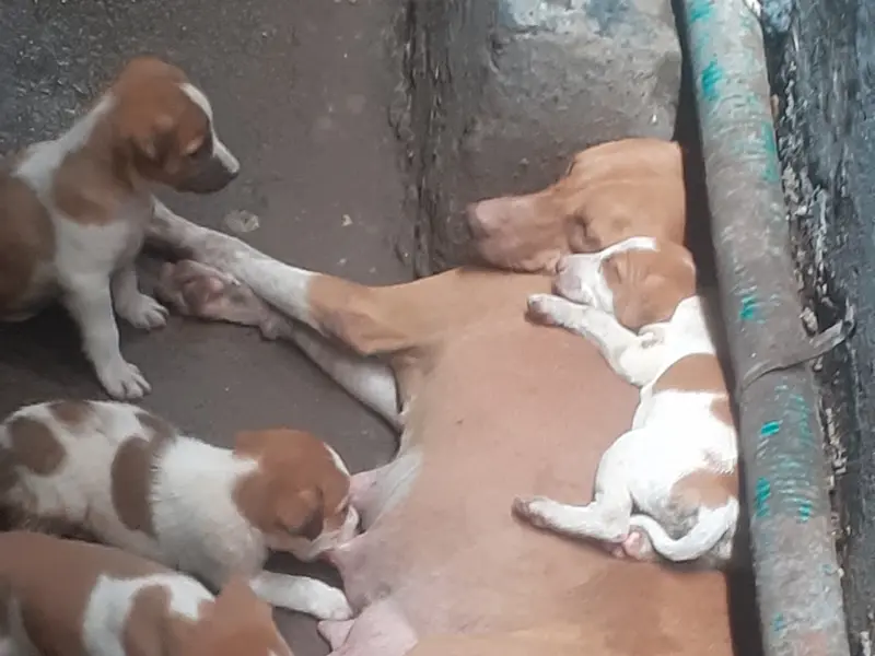 Dr. Mansi Mehta .. visiting veterinarian, photo 4