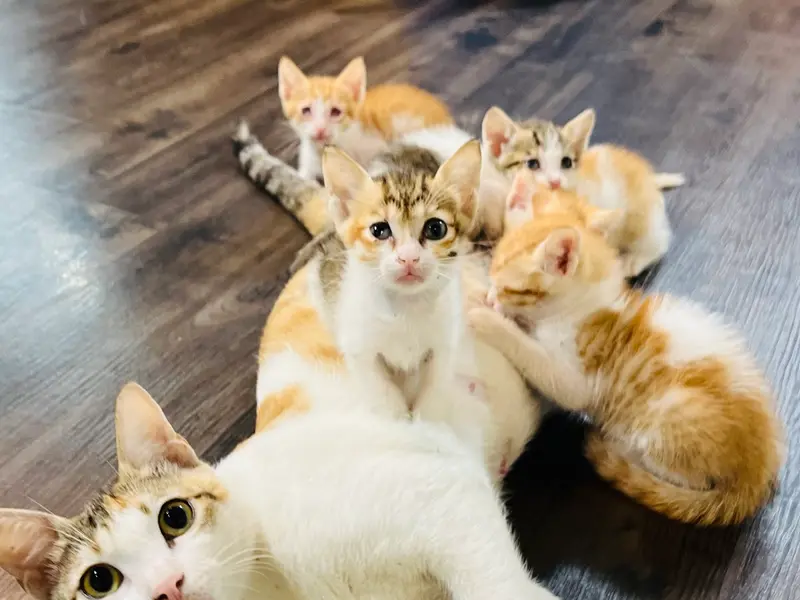 Dr. Mansi Mehta .. visiting veterinarian