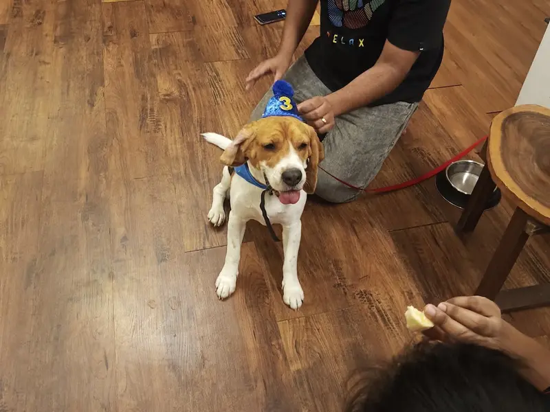 Euphoria Pet Care & Love, photo 3