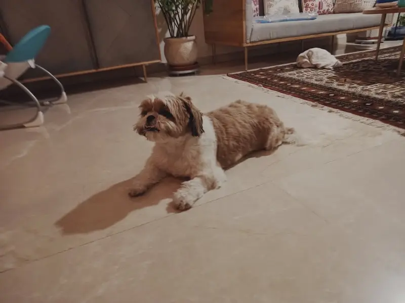 Euphoria Pet Care & Love, photo 5