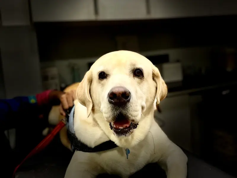 PetZone Mahalaxmi Veterinary Clinic, photo 2
