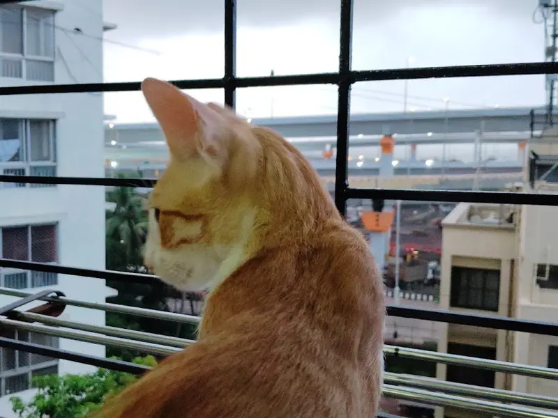 PetZone Mahalaxmi Veterinary Clinic, photo 3