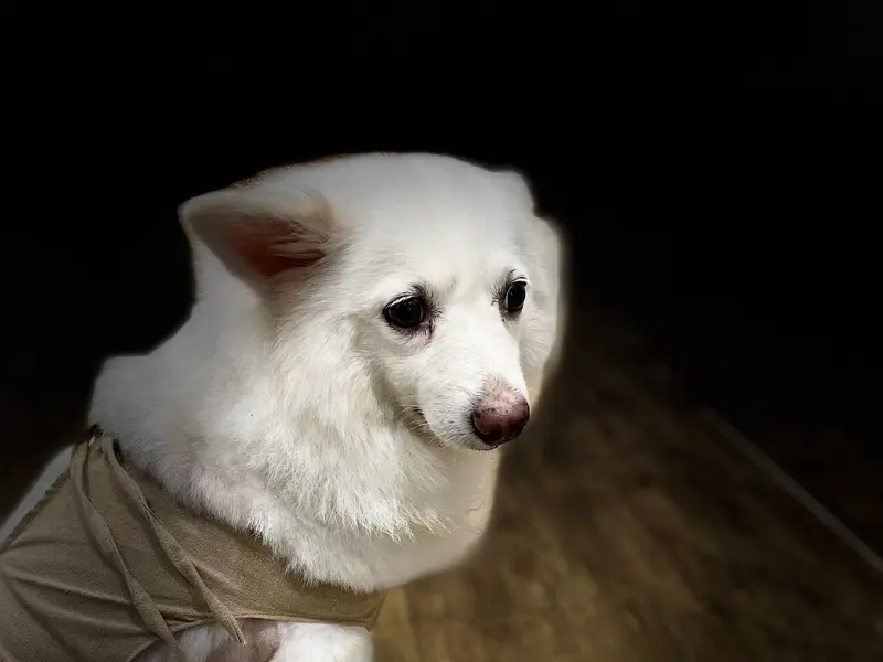 PetZone Mahalaxmi Veterinary Clinic, photo 4