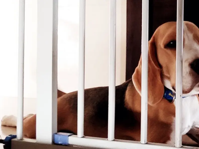 PetZone Mahalaxmi Veterinary Clinic, photo 5