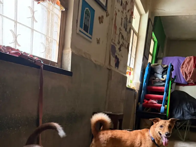 Bonehemian Tails and Pet Taxi, photo 5