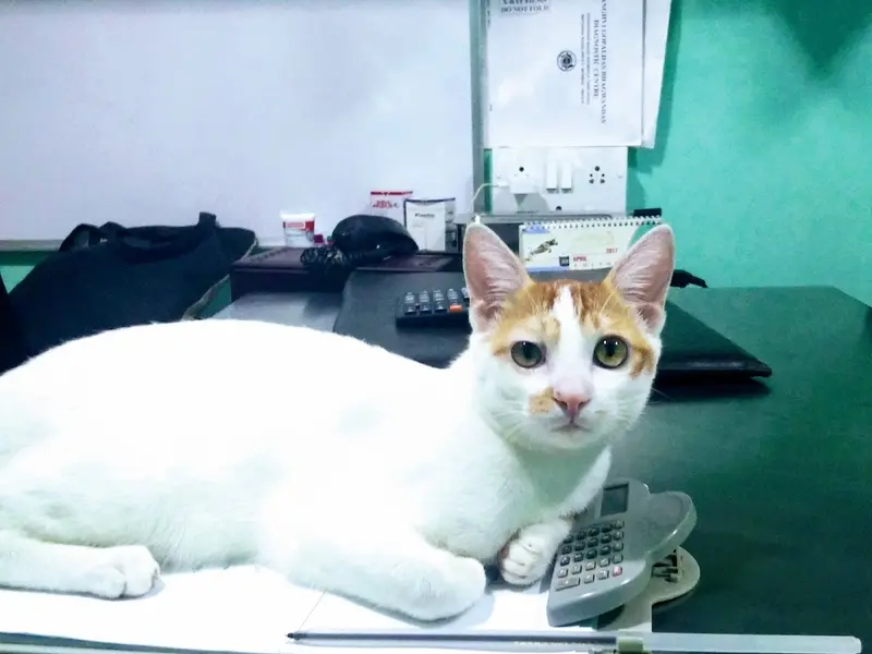 Critter Care Veterinary Clinic, photo 3