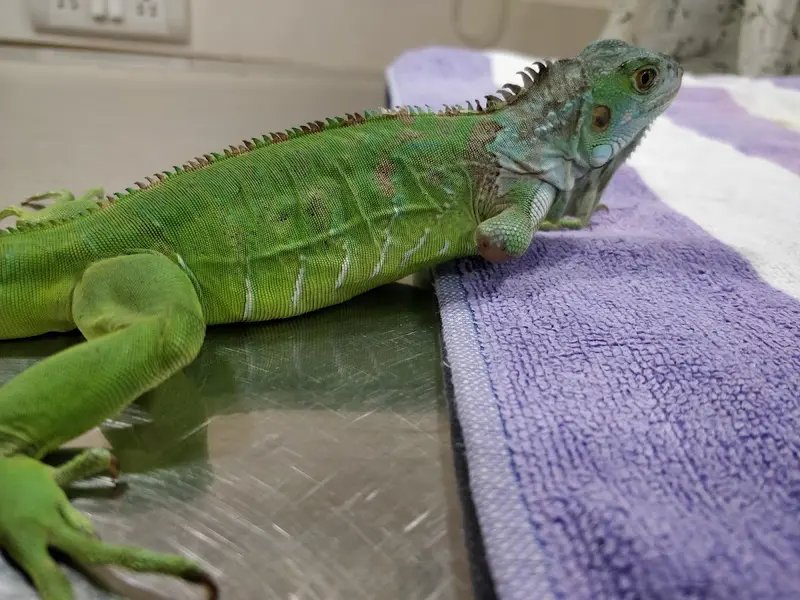 Critter Care Veterinary Clinic