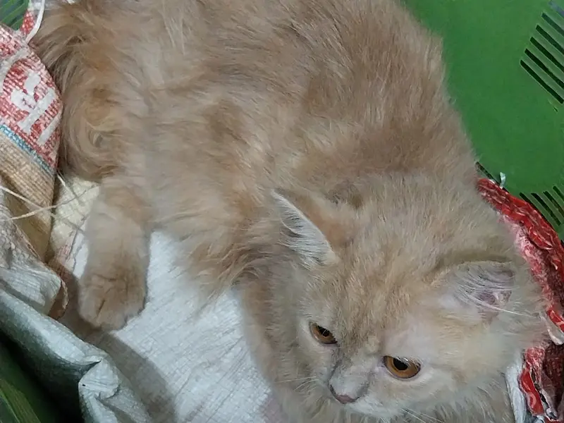 Mahim Pet Clinic, photo 4