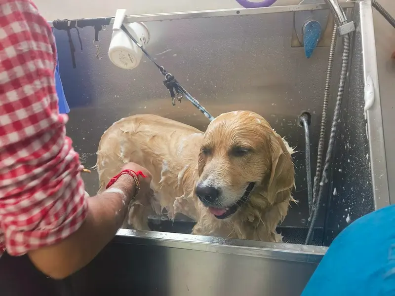 Pampurr Pets Grooming Salon and Spa, photo 2