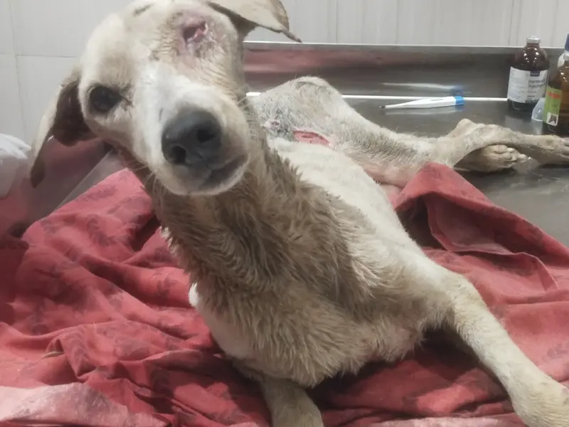 AJ's Veterinary Clinic, photo 4