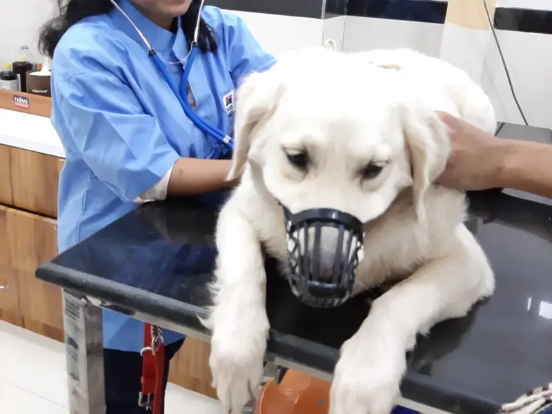 Dr. Nagare's Animal Care Clinic, photo 4