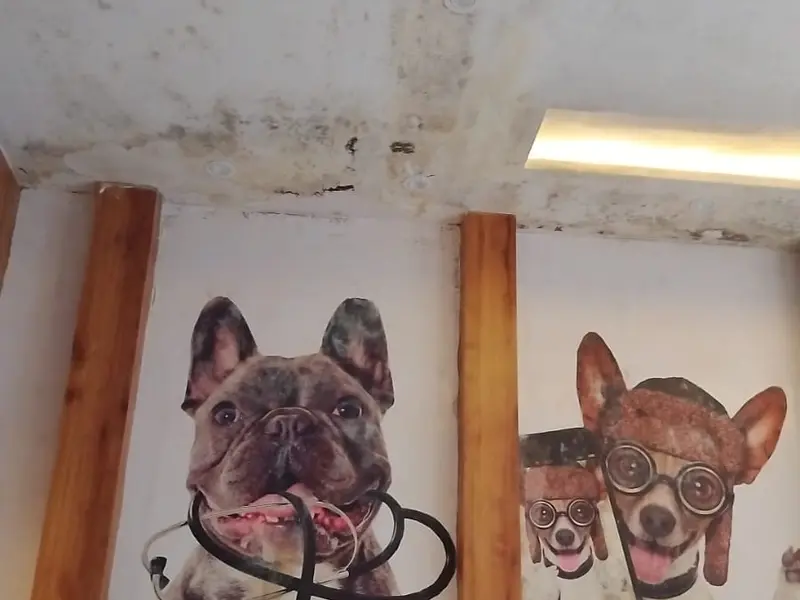 Dr. Nagare's Animal Care Clinic, photo 5