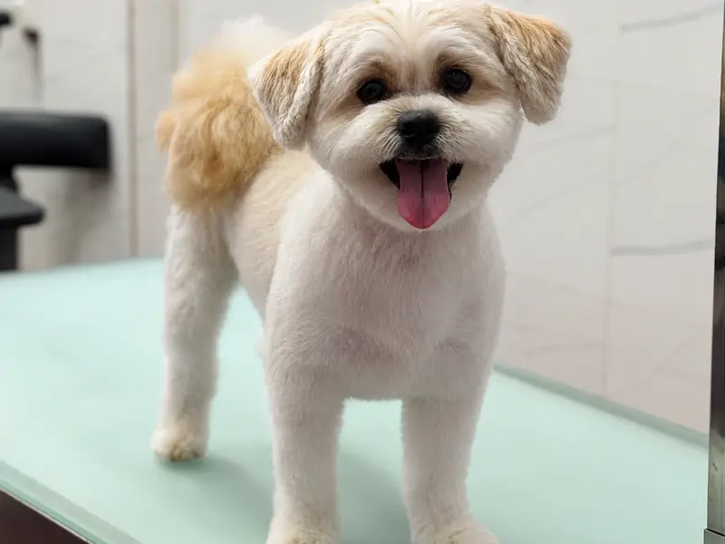 Pet Grooming Tales Grooming Salon & Academy, photo 3