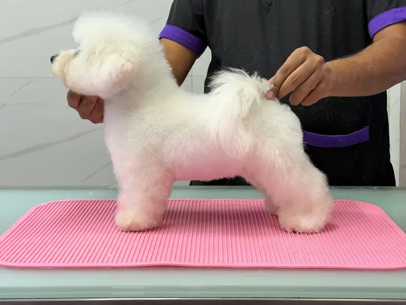 Pet Grooming Tales Grooming Salon & Academy, photo 4