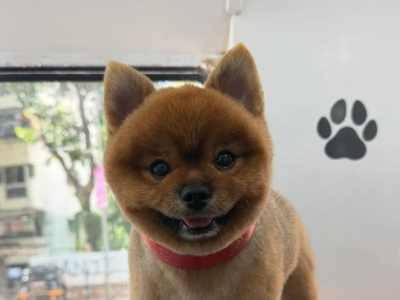 Pet Grooming Tales Grooming Salon & Academy, photo 5