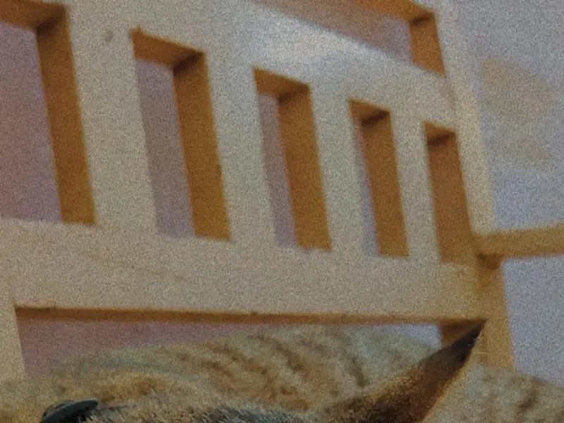 Dr.Nilima's Veterinary Clinic, photo 3