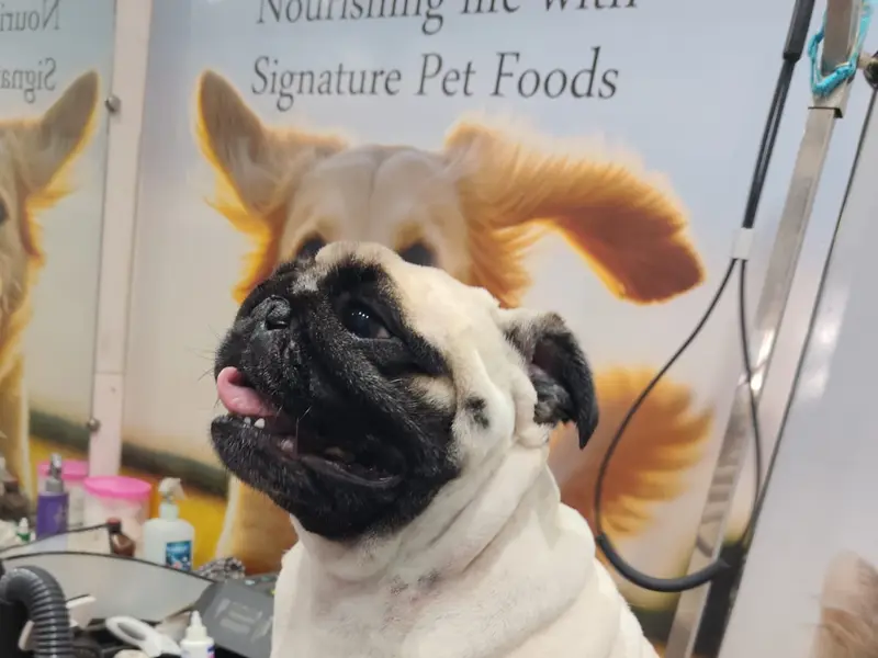 We Love pets Grooming, photo 2