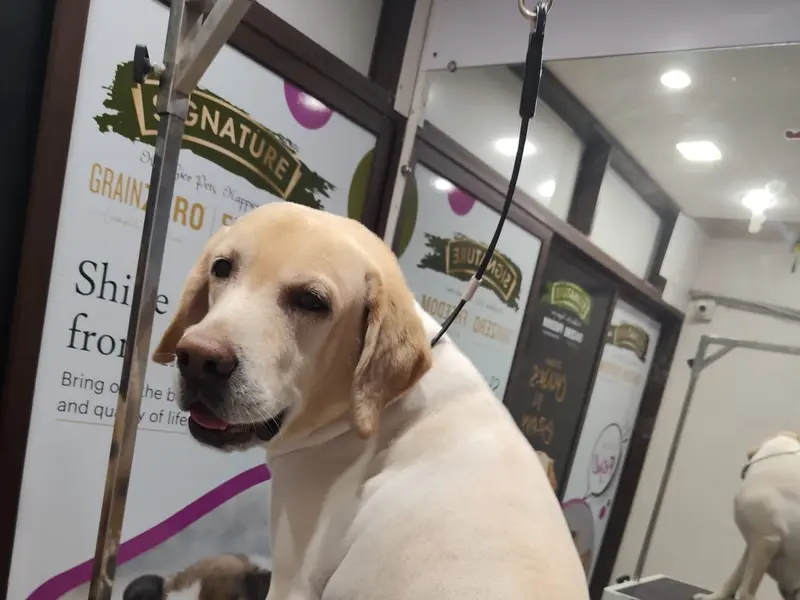 We Love pets Grooming, photo 3