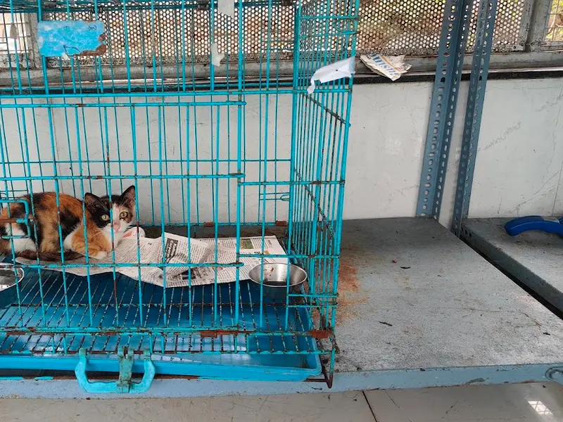 Youth Organisation In Defence Of Animals, photo 4