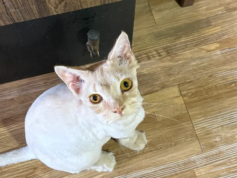 Marhaba Pet Shop, photo 5