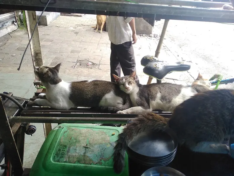 HELP Animals & Birds Hospital, photo 2