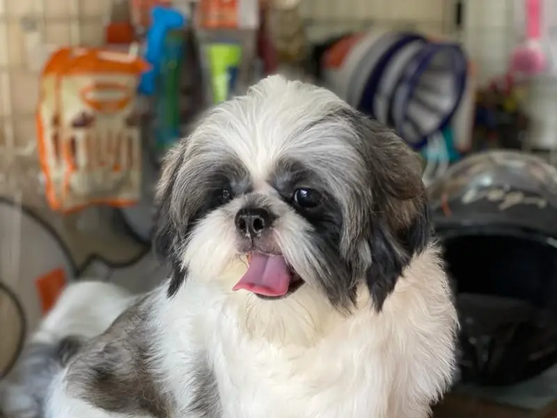 Royal Pet Clinic And Parlour., photo 4
