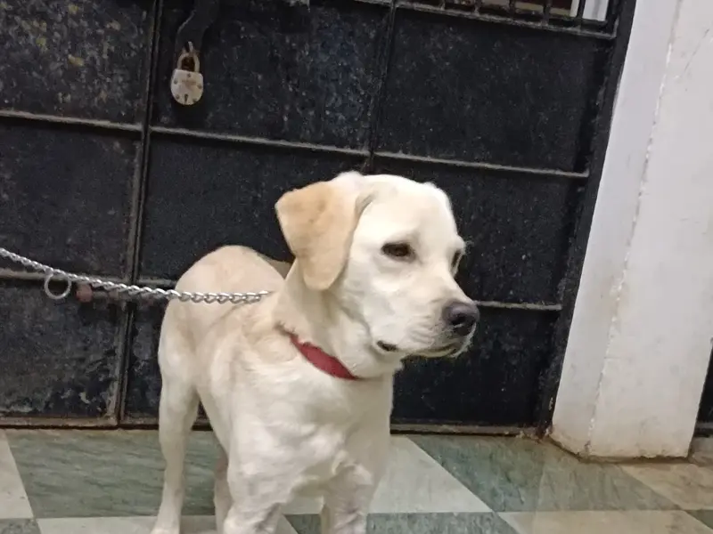 Rahul Dog Trainer, photo 3