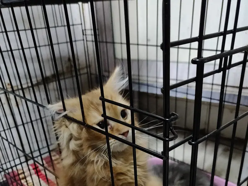 Eagle 9 Pet Shop & Clinic, photo 5