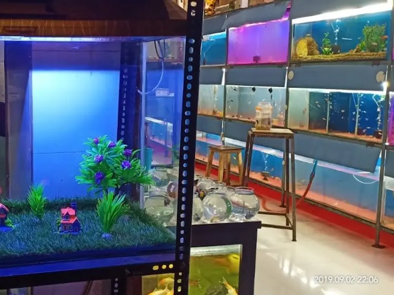 Aqua India Aquarium and Pets - Dog and Cat for Sale in Navi Mumbai, photo 2