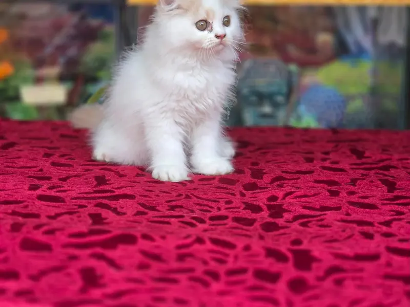 Aqua India Aquarium and Pets - Dog and Cat for Sale in Navi Mumbai, photo 4