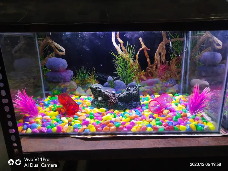 Aqua India Aquarium and Pets - Dog and Cat for Sale in Navi Mumbai, photo 5