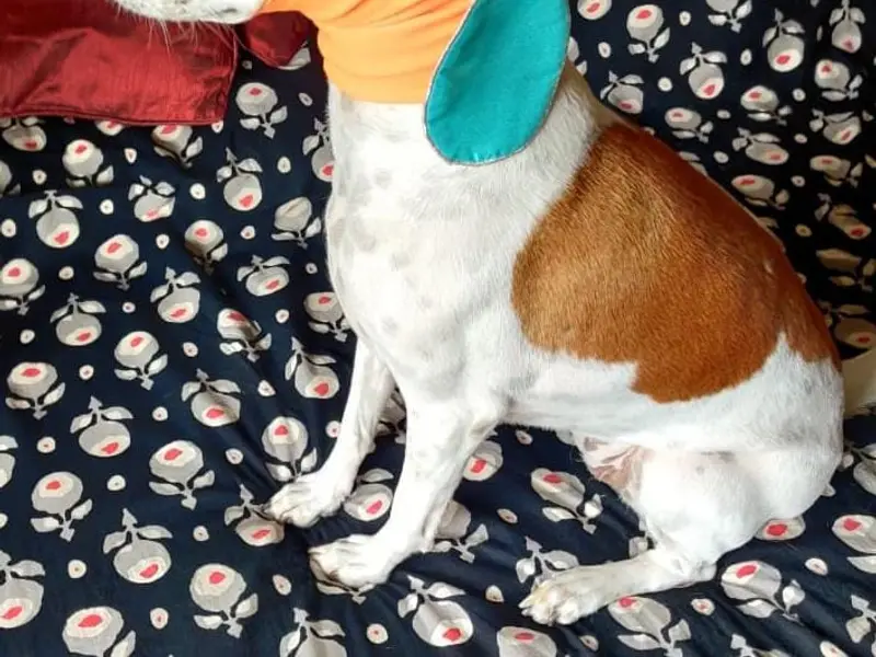 Amaari Petwear, photo 2