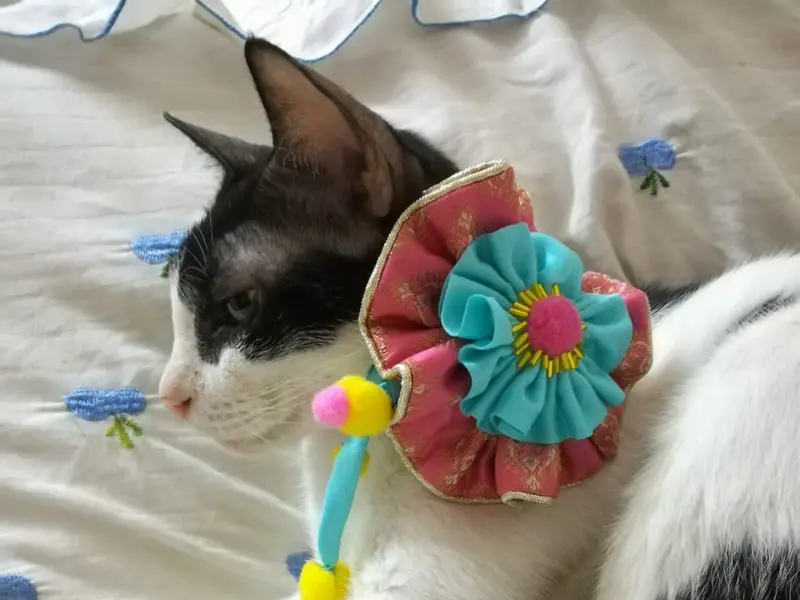 Amaari Petwear, photo 4