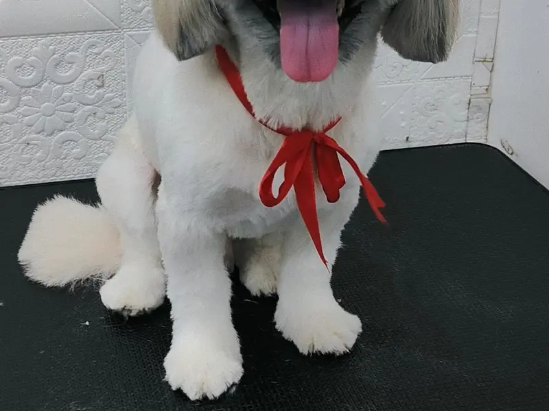 M H Tails, photo 2