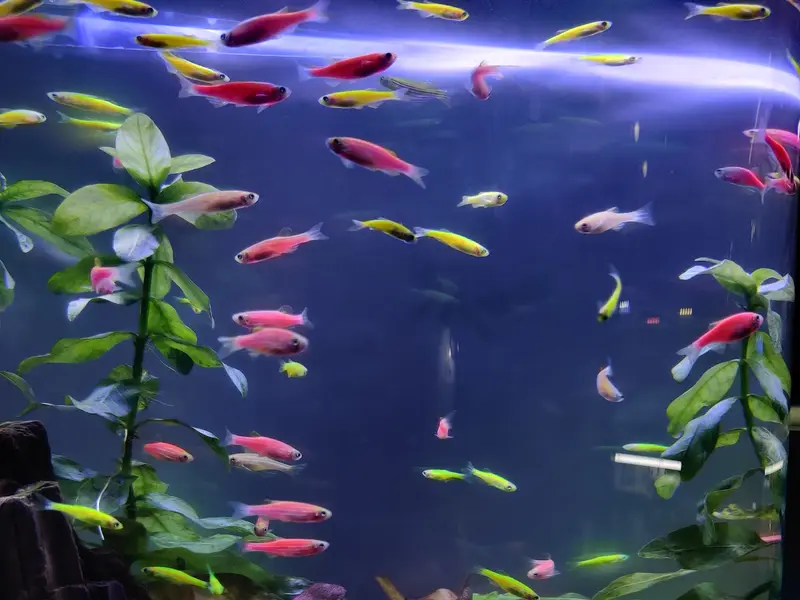 Shipali Aquarium, photo 4